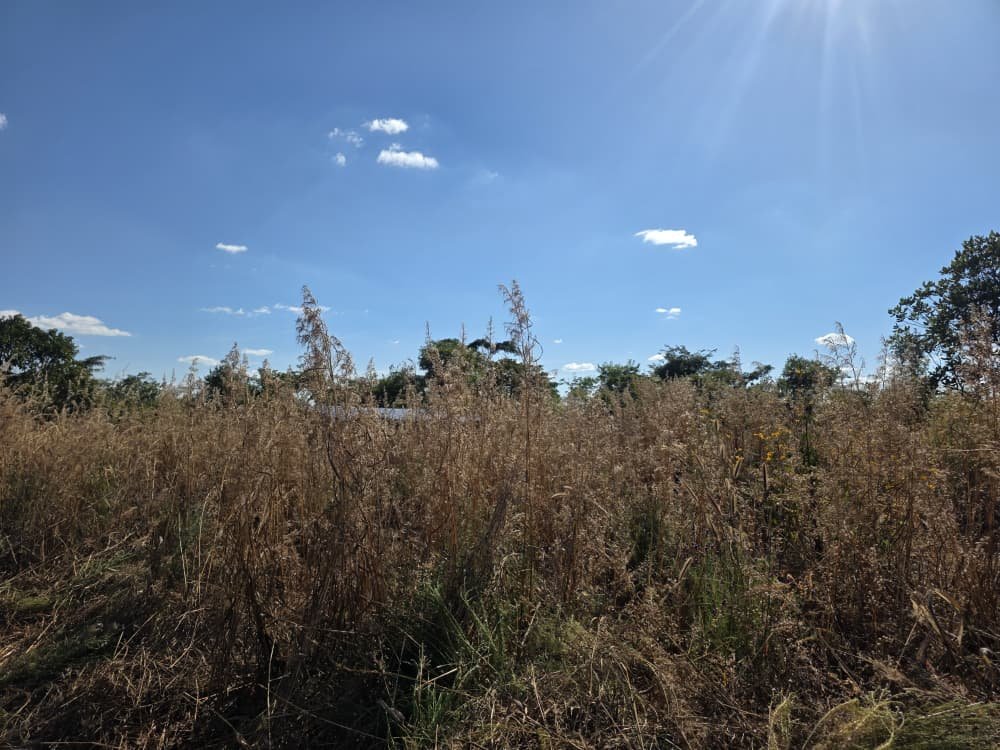 Tall grass before clearing